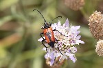 5du15224 - Stictoleptura cordigera