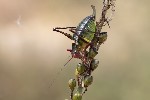 5du15253 - Barbitistes fischeri