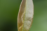 5du15282 - Caloptilia cuculipennella