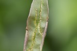 5du15291 - Caloptilia cuculipennella
