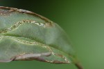 5du15300 - Caloptilia cuculipennella