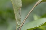 5du15310 - Caloptilia cuculipennella