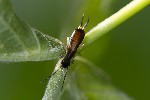 5du15368 - Forficulinae