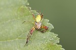 5du15444 - Araniella sp.