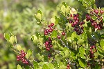 5du15475 - Rhamnus alaternus