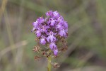 5du15513 - Anacamptis pyramidalis