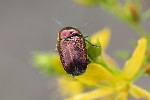 09/06/2025 - 5du15517 - Mazaugues (83136)