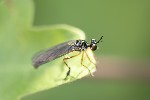 5du15555 - Dioctria bicincta