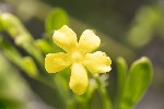 5du15571 - Chrysojasminum fruticans