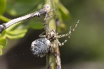 5du15607 - Tmarus sp.