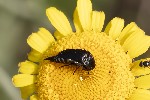 09/06/2025 - 5du15737 - Mazaugues (83136)