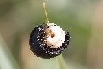 09/06/2025 - 5du15744 - Mazaugues (83136)