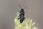 09/06/2025 - 5du15765 - Mazaugues (83136)