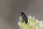 09/06/2025 - 5du15771 - Mazaugues (83136)