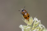 09/06/2025 - 5du15781 - Mazaugues (83136)