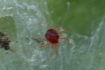 5du15801 - Anystis sp.
