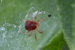 5du15804 - Anystis sp.