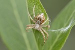 5du15818 - Philodromus sp.
