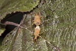 5du15925 - Gonocerus acuteangulatus