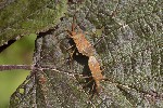5du15929 - Gonocerus acuteangulatus