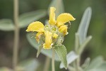 5du15940 - Phlomis fruticosa