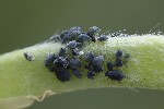 5du16000 - Aphis cytisorum cytisorum