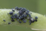 5du16005 - Aphis cytisorum cytisorum