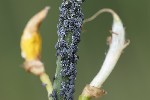 5du16021 - Aphis cytisorum cytisorum