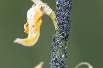 5du16031 - Aphis cytisorum cytisorum