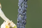 5du16035 - Aphis cytisorum cytisorum