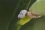 5du16046 - Hysteropterum dolichotum