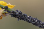 5du16071 - Aphis cytisorum cytisorum
