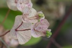 5du16085 - Euphorbia amygdaloides