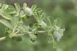 5du16089 - Dorycnium rectum