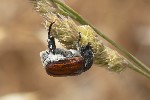 2025-06-09 - 5du16212 - Mazaugues (83136)