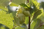 2025-06-09 - 5du16228 - Mazaugues (83136)