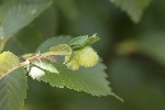 2025-06-09 - 5du16324 - Mazaugues (83136)