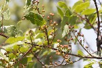 5du16412 - Pistacia terebinthus