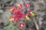 5du16432 - Euphorbia nicaeensis