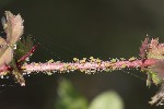 2025-06-09 - 5du16495 - Mazaugues (83136)
