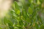 5du16518 - Phillyrea latifolia