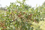 5du16563 - Pistacia terebinthus