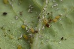 5du16652 - Aphis pomi