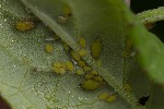 5du16660 - Aphis pomi