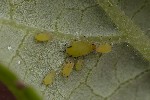 5du16670 - Aphis pomi