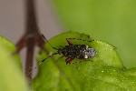 5du16679 - Closterotomus fulvomaculatus