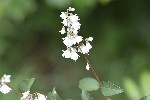 5du16718 - Deutzia scabra