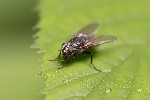 5du16928 - Pollenia sp.