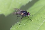 5du16988 - Hydrophoria sp.