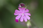 5du17106 - Silene pendula